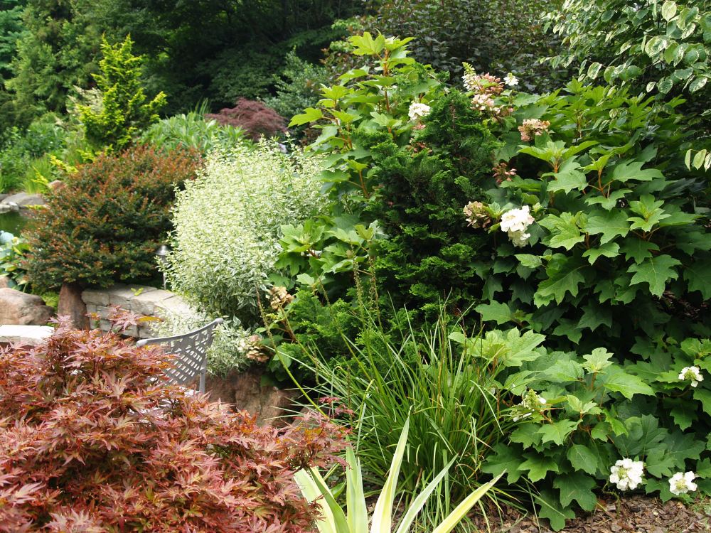 Shaina Japanese maple, hydrangeas, hinoki cypress & caryopteris