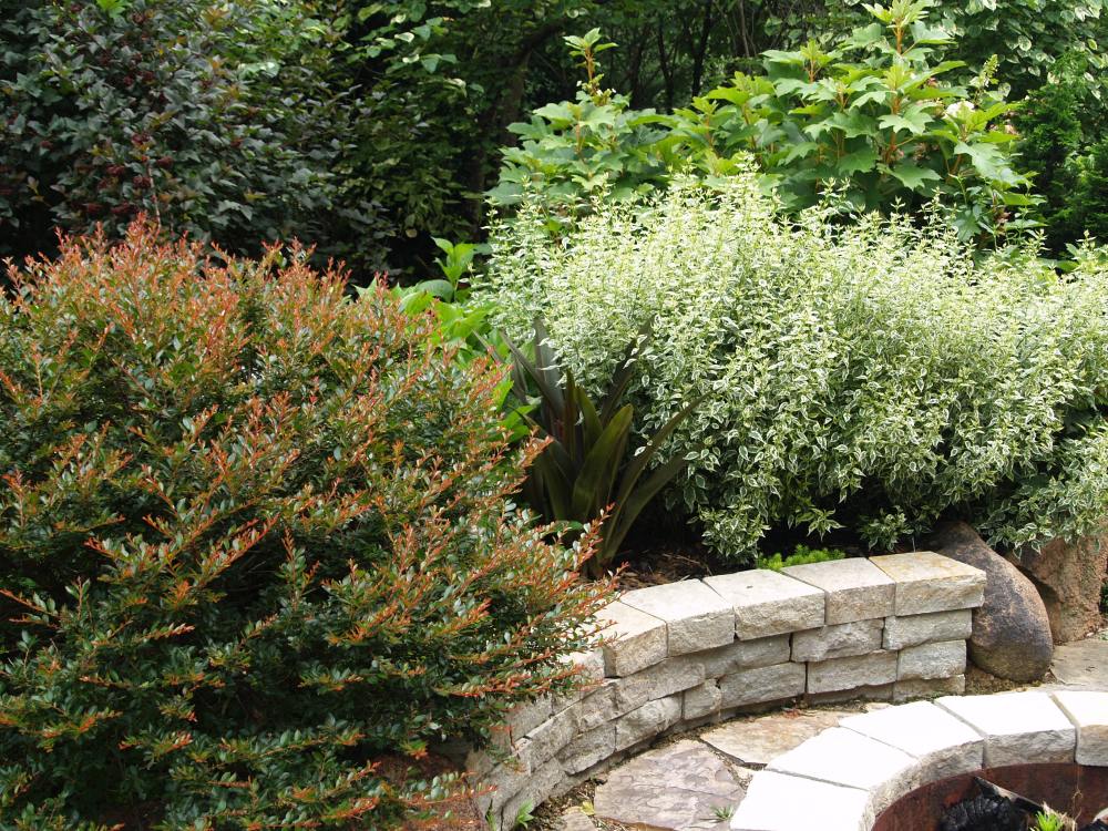 Cherry Dazzle crapemyrtle, Piineapple lily, and variegated caryopteris