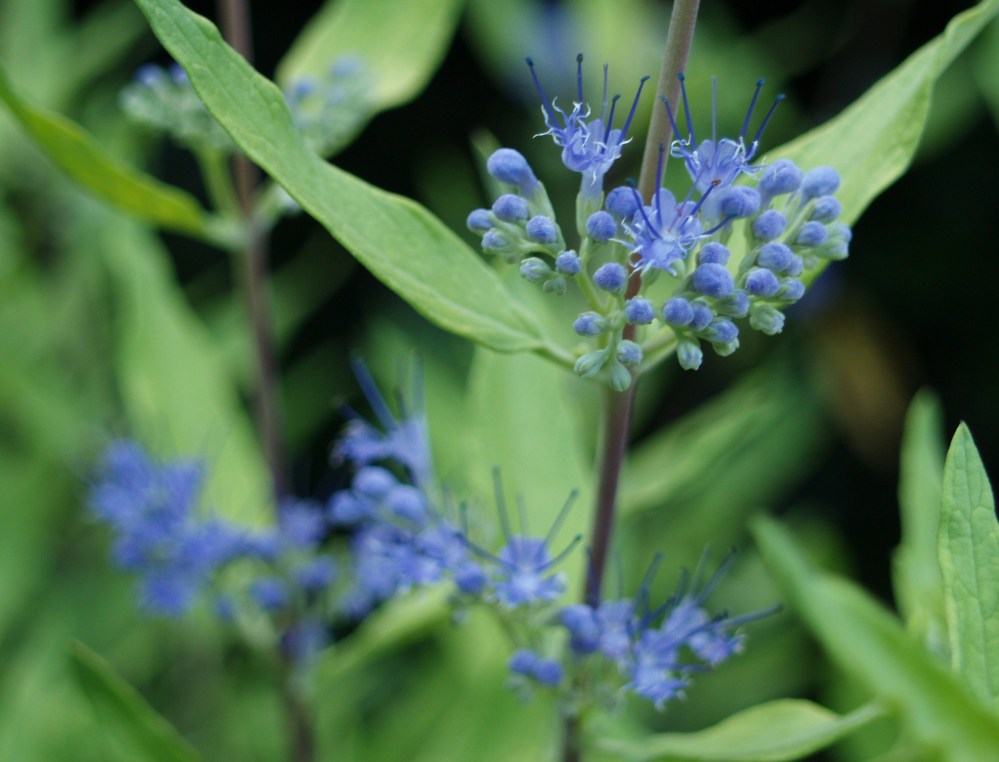 Worcester Gold caryopteris in early July