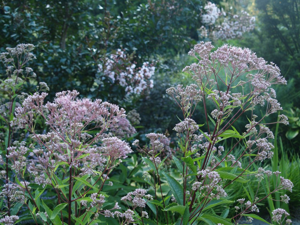 Joe Pye weed blooming in early July