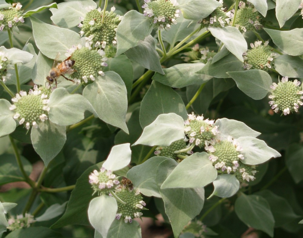 Bees swarming on mountain mint