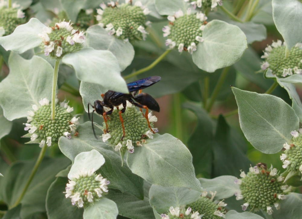 A wasp on Mountain mint