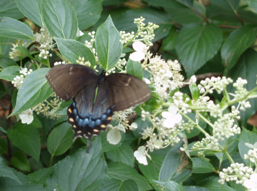 Butterfly on Tardiva hydrangea in late July