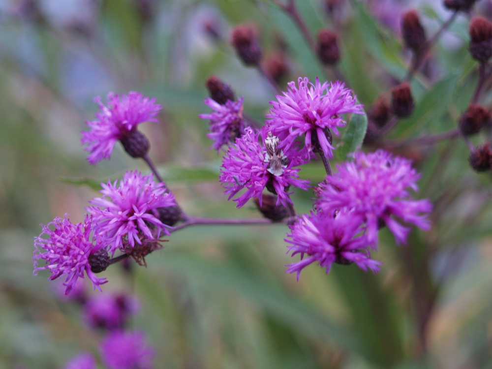 Ironweed in late August