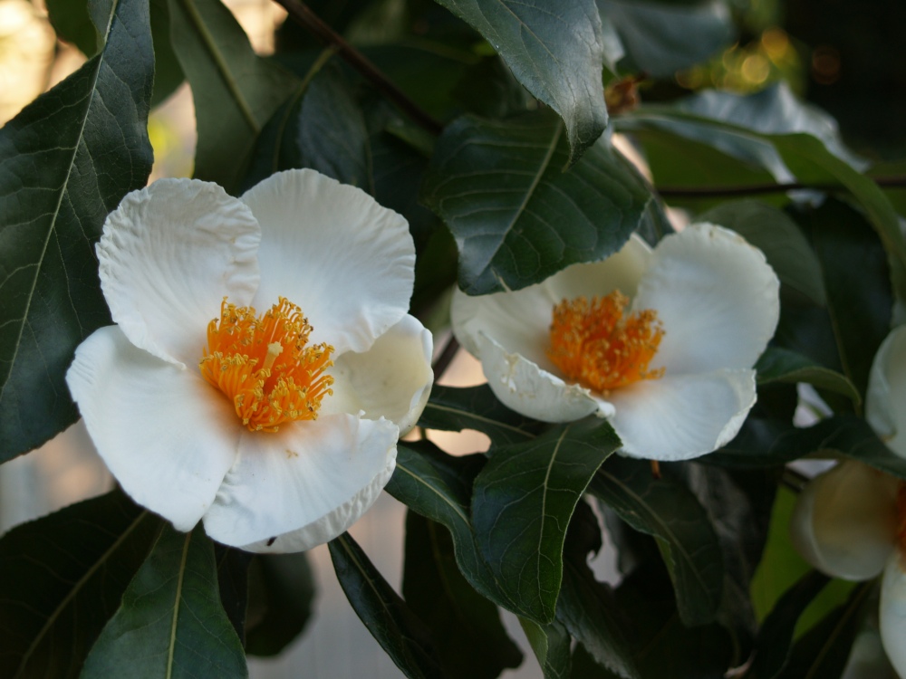 Franklinia blooming in late August