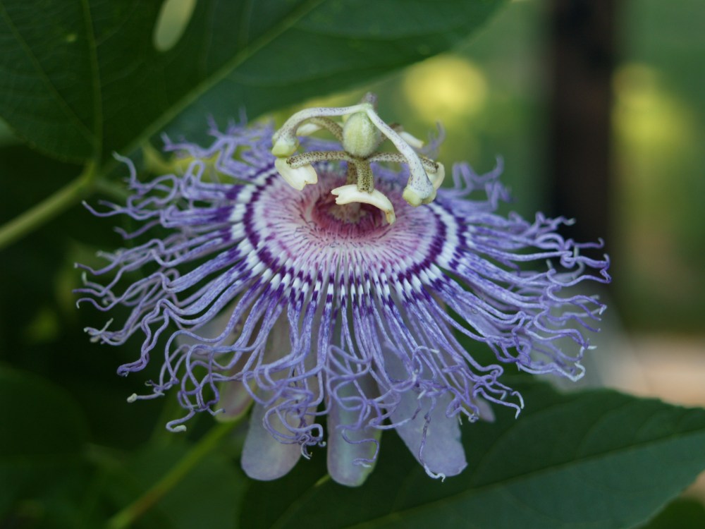 Passion vine blooming in late August