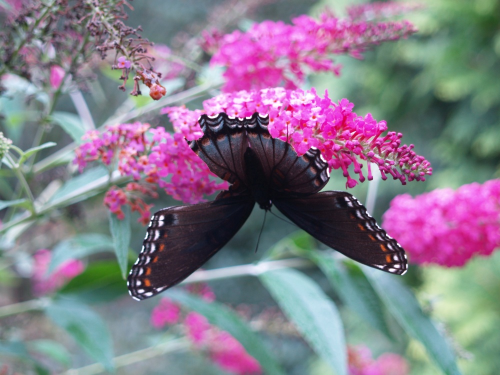 Butterfly on Miss Rub butterfly bush