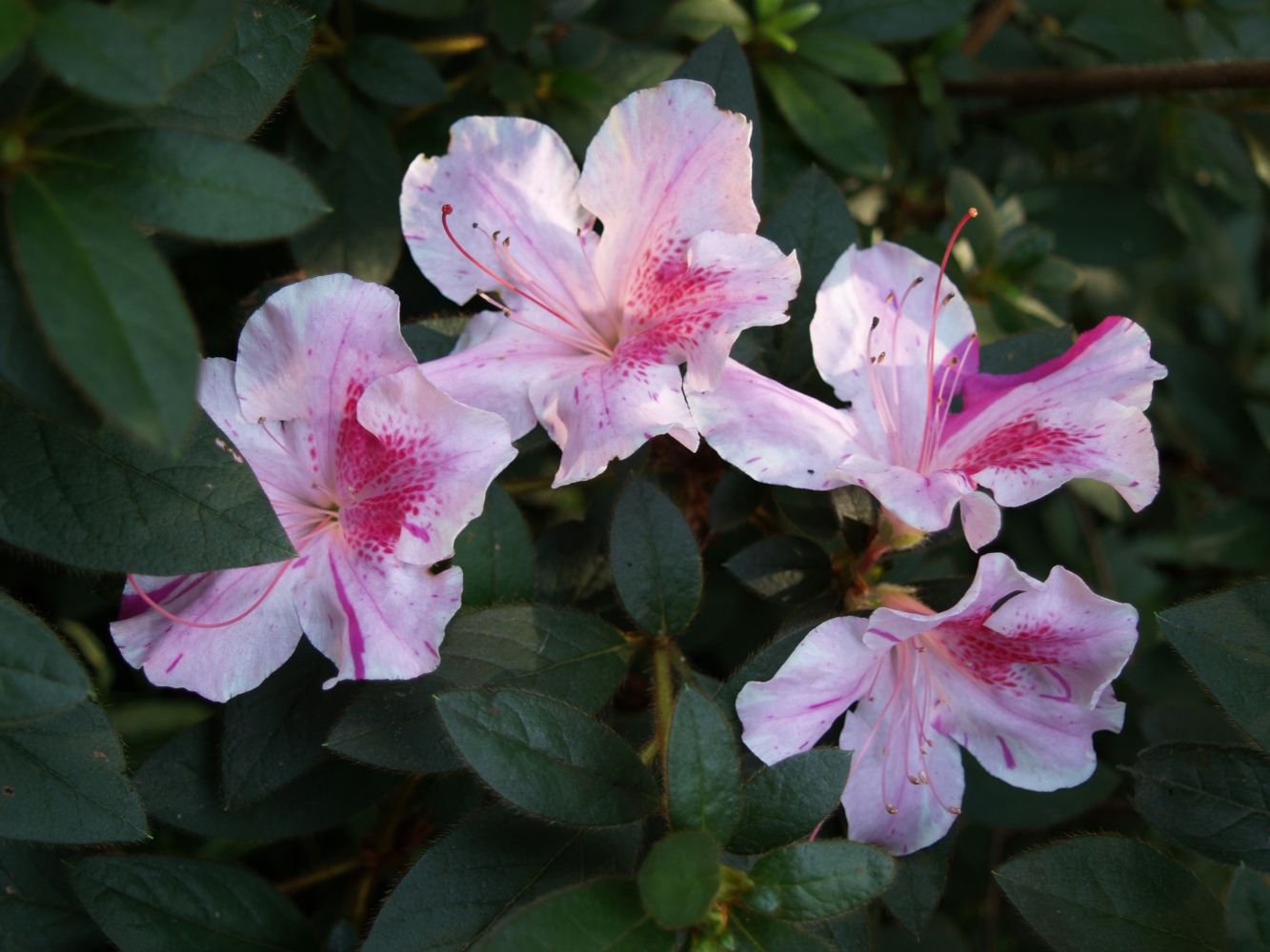 Autumn Twist Encore azalea is the most dependable rebloomer in this Virginia garden. It often begins to flower in late August, with blooms extending through September.