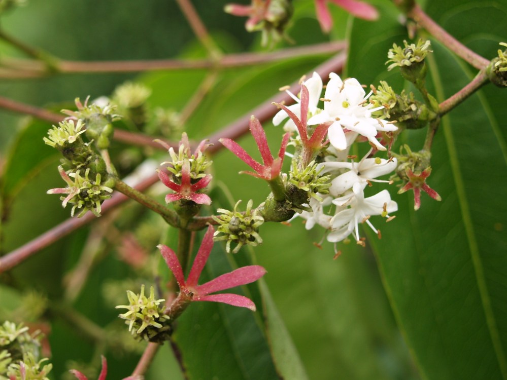 Seven Son tree - flowers and calyxes