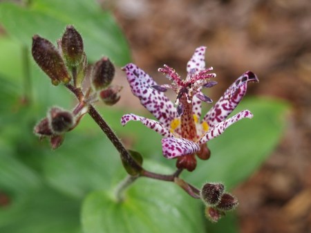Sinonome toad lily in mid September