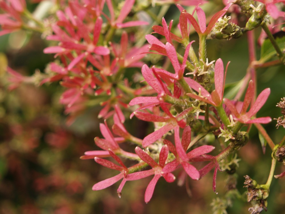 Calyces of Seven Son Tree in mid October