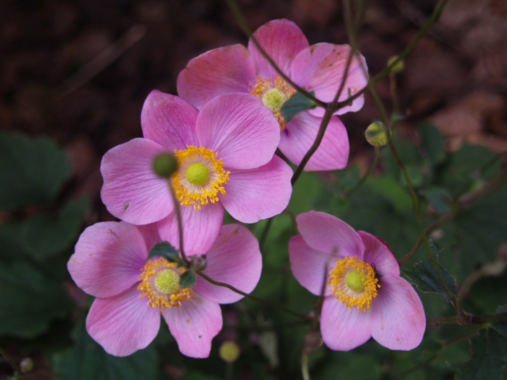 September Charm Japanese windflower in mid October