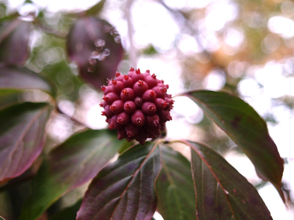 Fruits are rarely seen in the garden on the hybrid Stellar Pink dogwood.