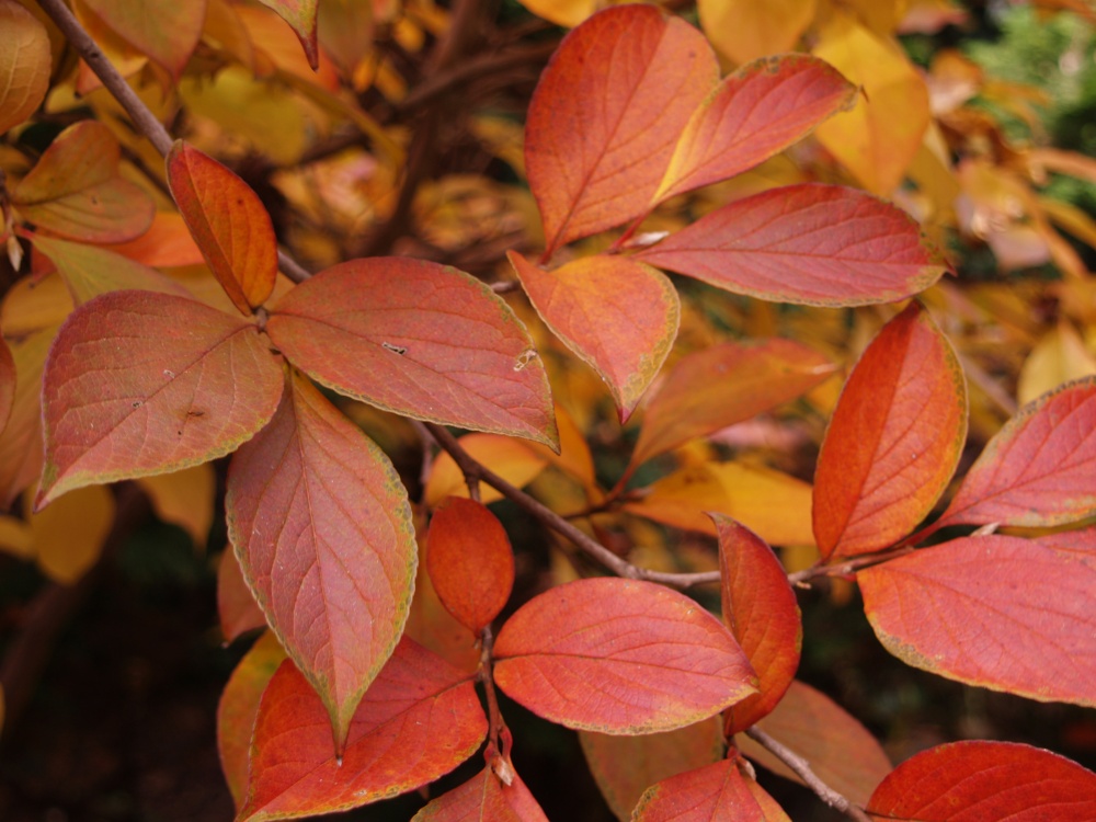 Stewartia autumn foliage
