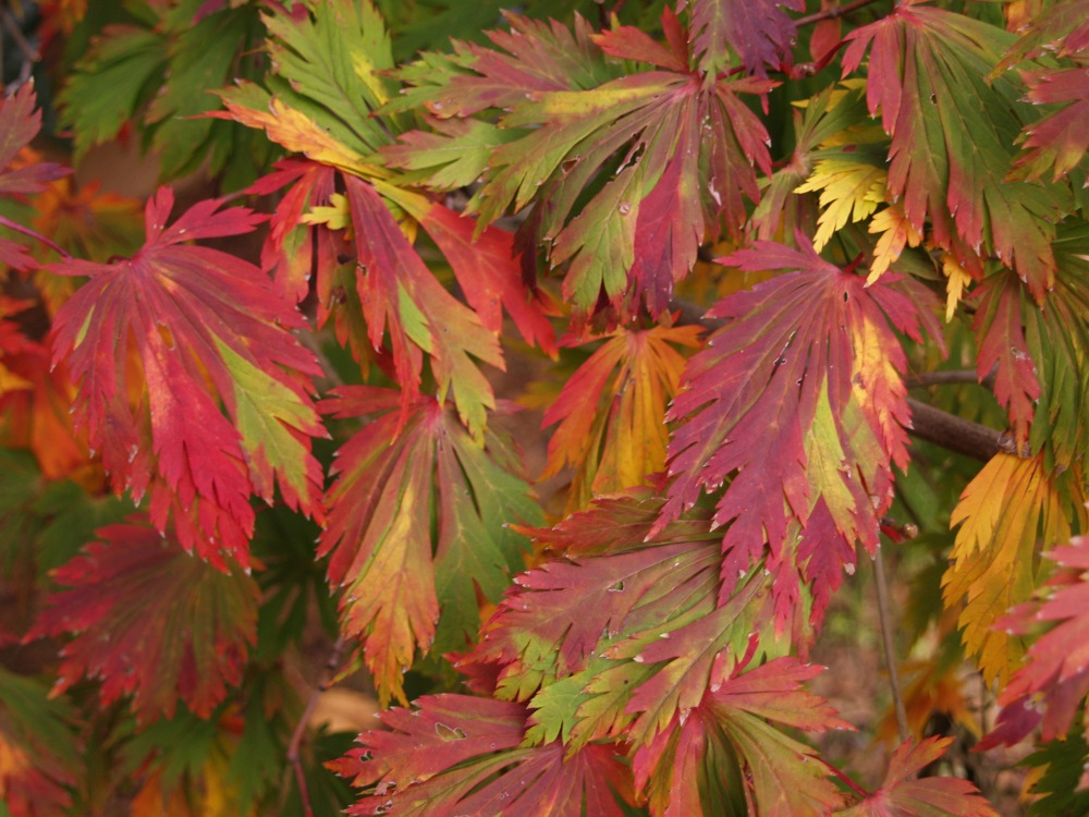 Fern leaf Japanese maple autumn foliage