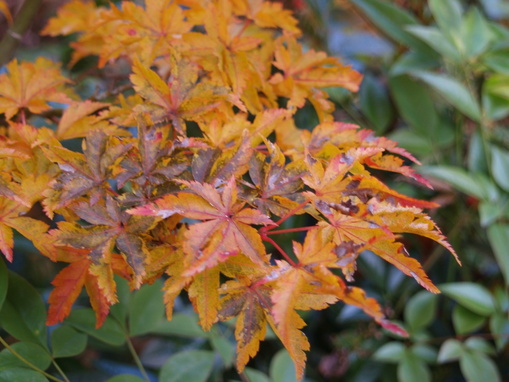Lion's Head Japanese maple autumn foliage