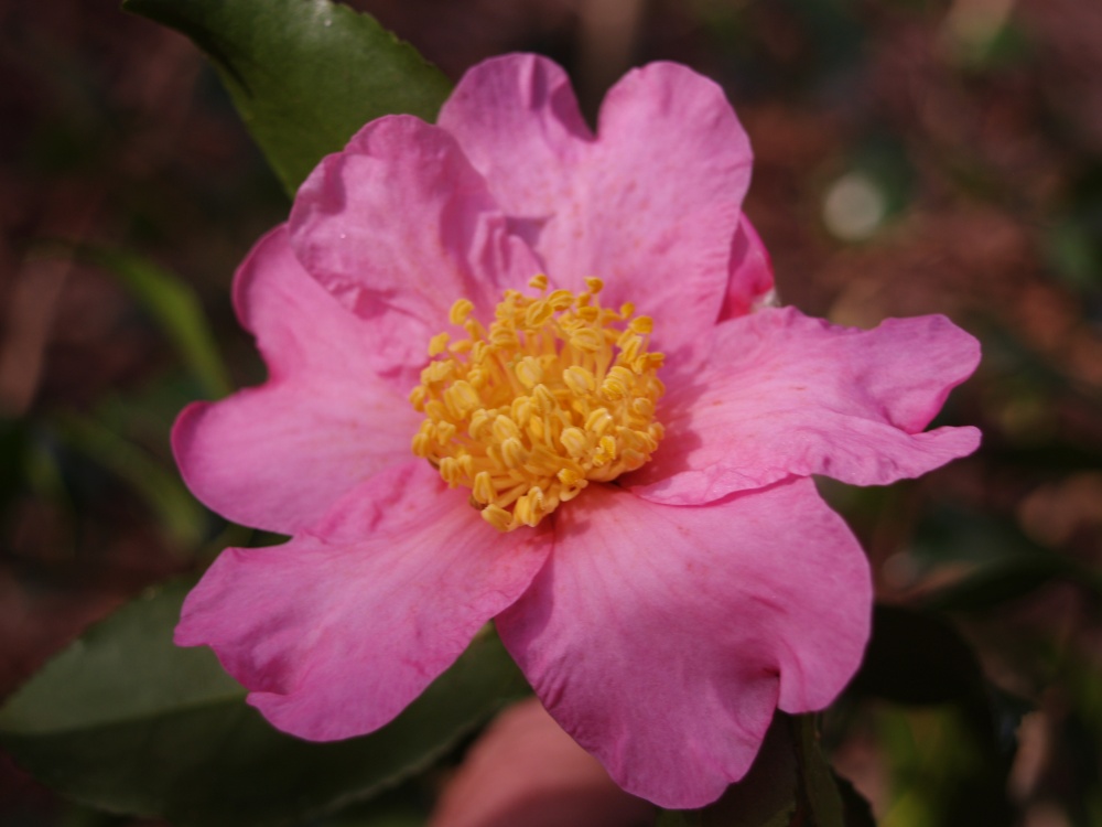 Winter's Star camellia in late October