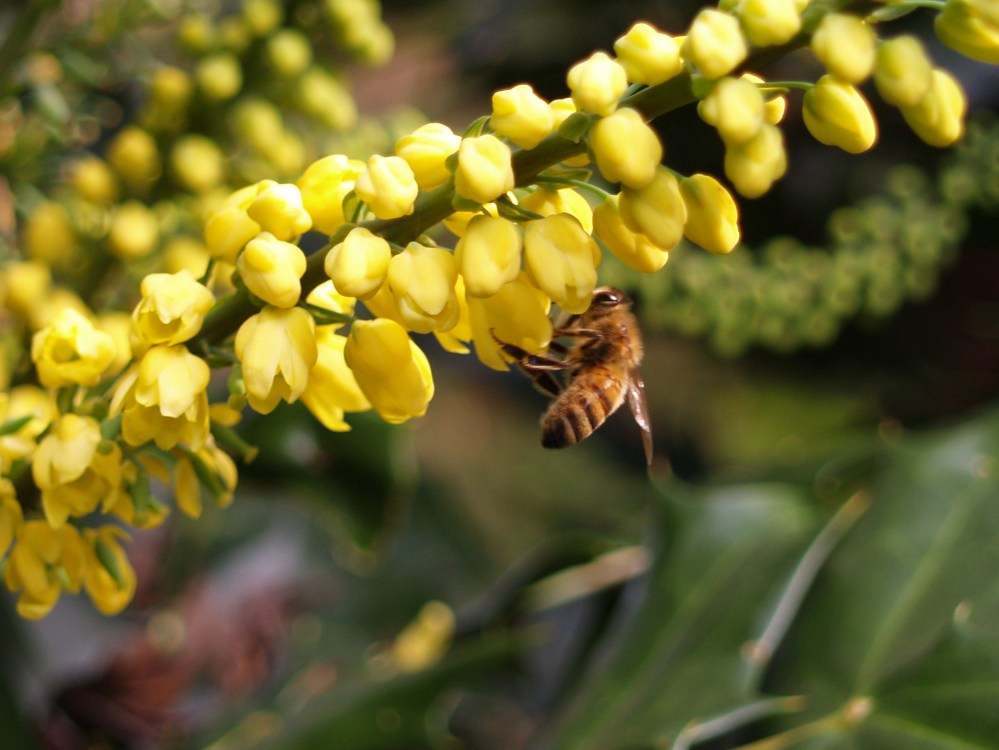 A bee visiting flowers of Winter Sun mahonia in late November