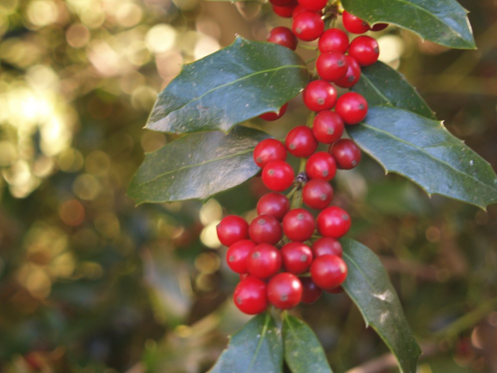 Christmas Jewel holly in early December