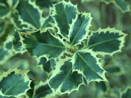 Variegated English holly