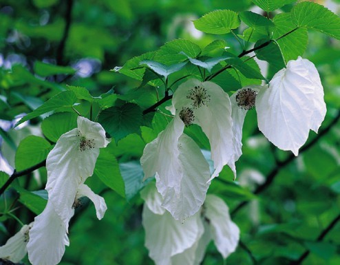Davidia involucrata Dove-tree Handkerchief tree