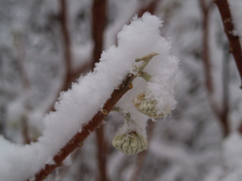 Edgeworthia flower buds covered in snow