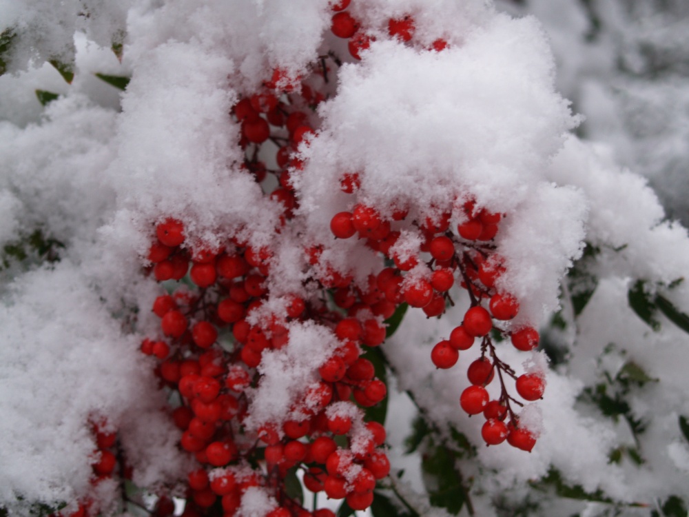 Nandina berries peaking out from the snow