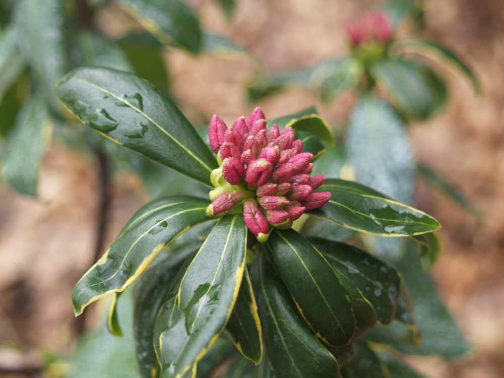 Variegated winter daphne in late January