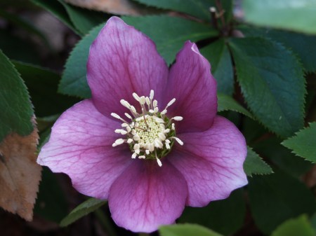 Hellebore