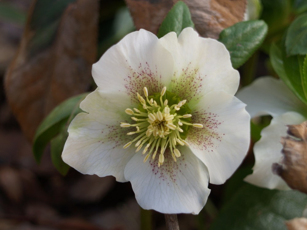 Hellebore in February