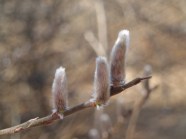 Pussy Willow Ramblin Through Dave s Garden Pussy Willow Ramblin Through Dave s Garden