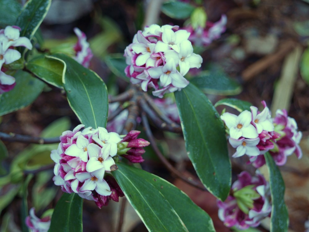 One Winter daphne suffered injury to uppermost flower buds, while a second escaped injury. Both are flowering in early April when late February or early March is more typical.
