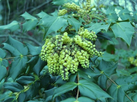 Leatherleaf mahonia in early March