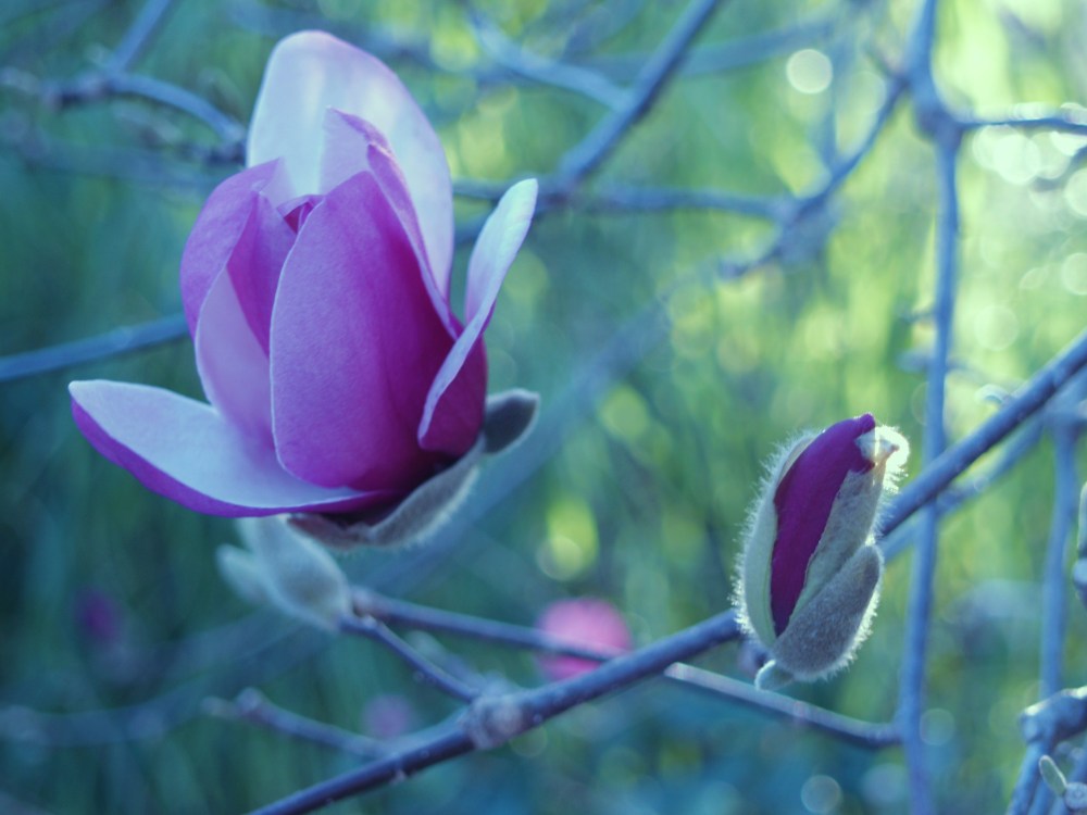 Jane magnolia flowering in mid March