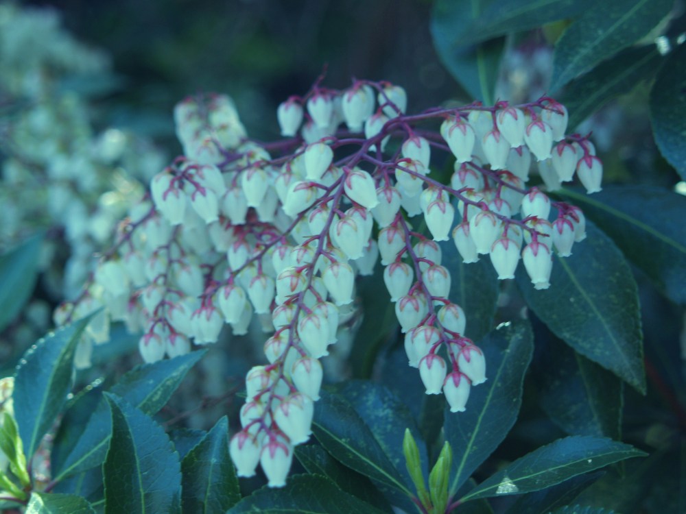 Pieris in late March
