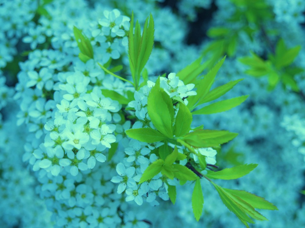Ogon spirea in late March