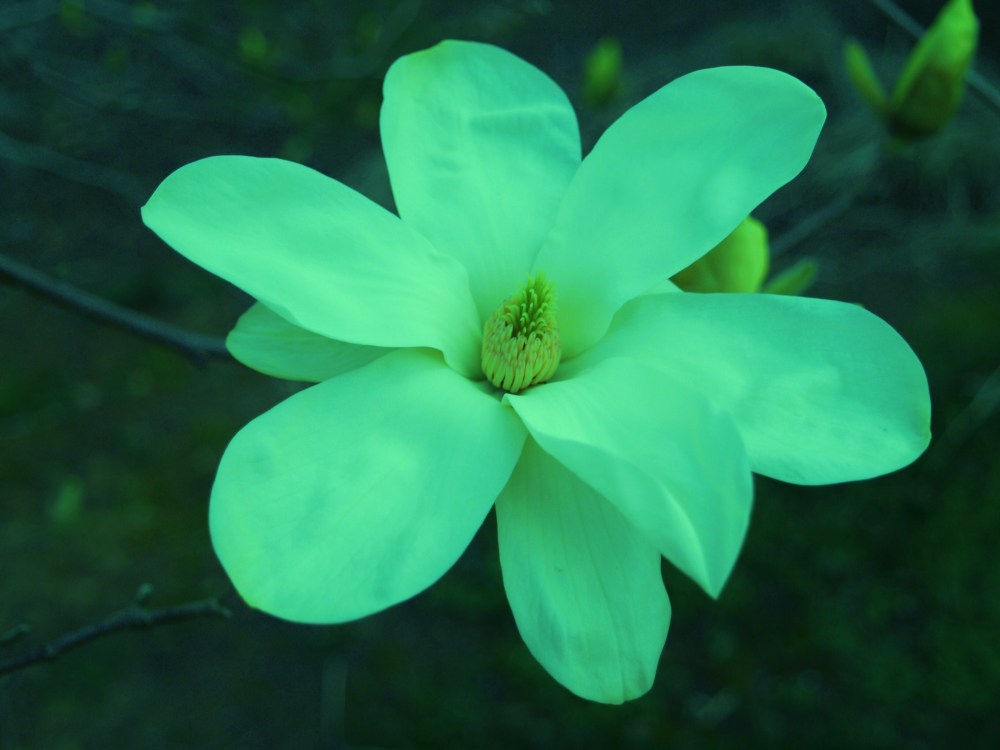 Elizabeth magnolia in late March