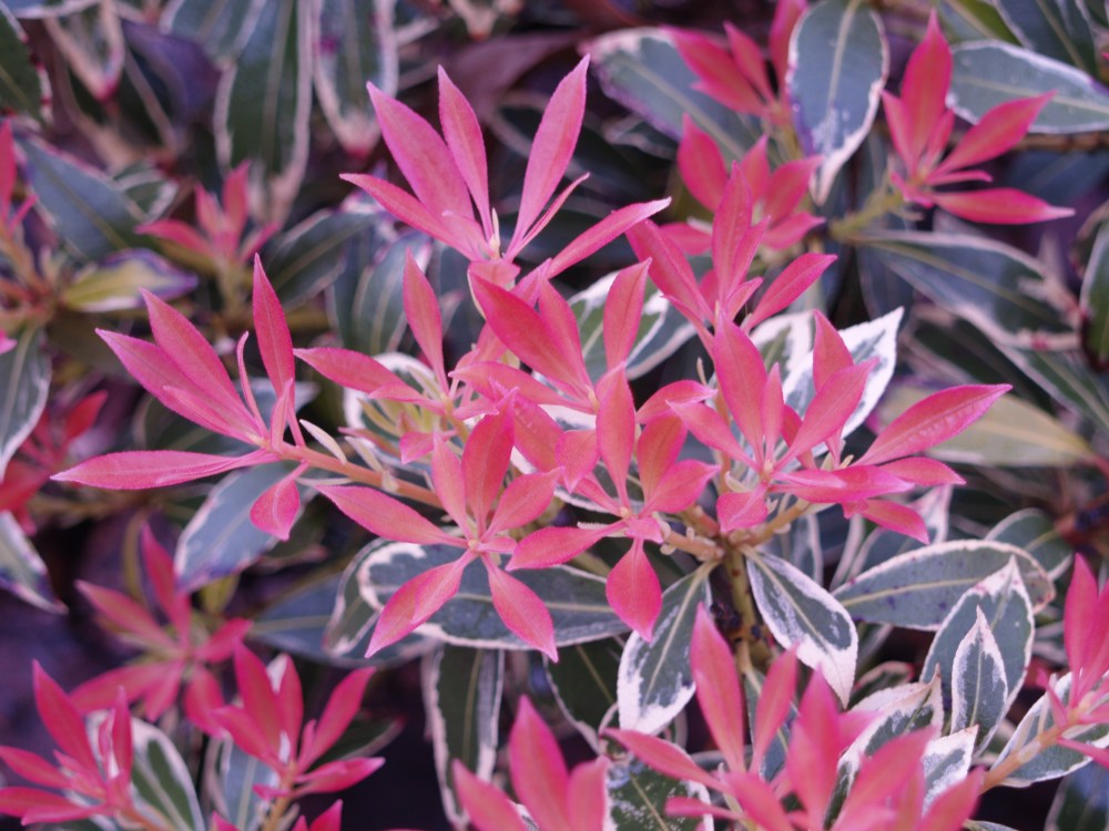 Flaming Silver pieris just past bloom in late March