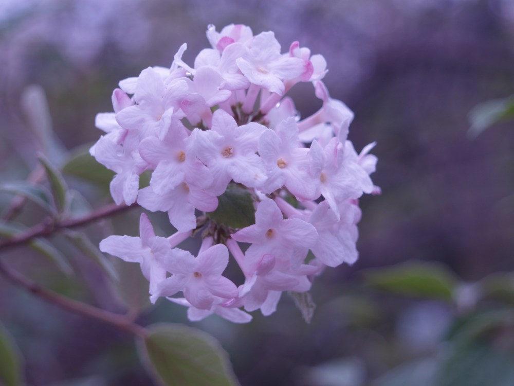 Carlesi viburnum in late March