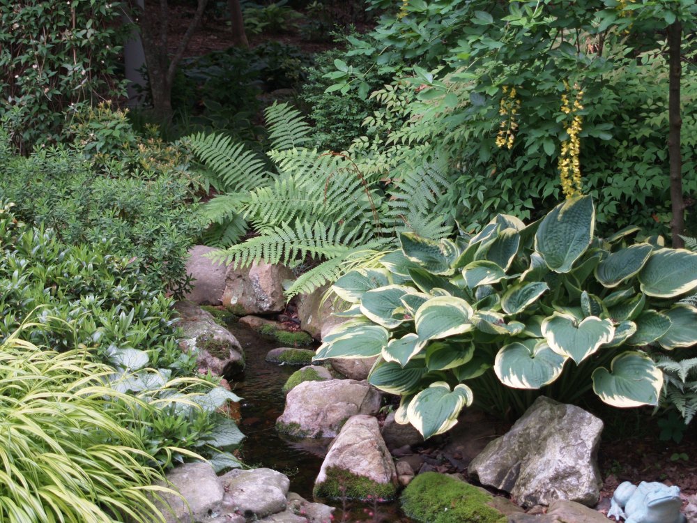 Stream with ferns and hosta