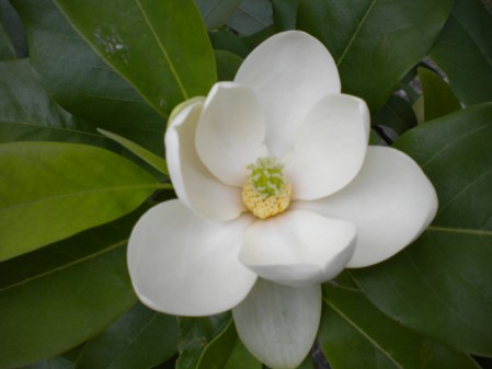 Sweetbay magnolia