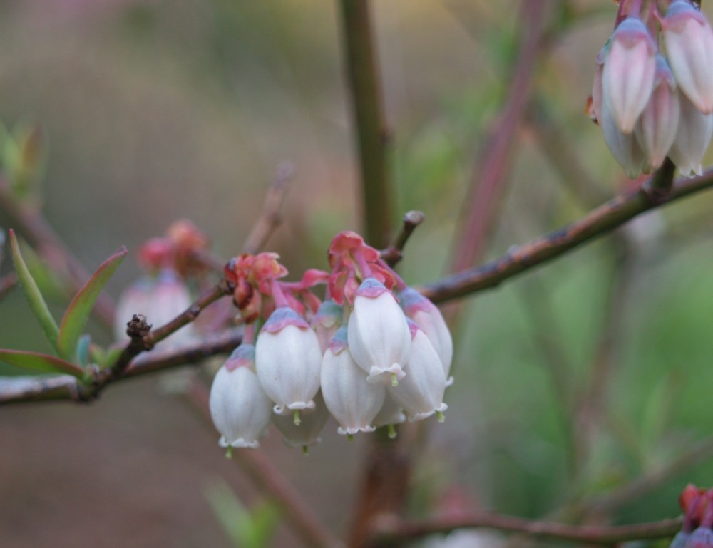 Blueberry flowering at the start of April