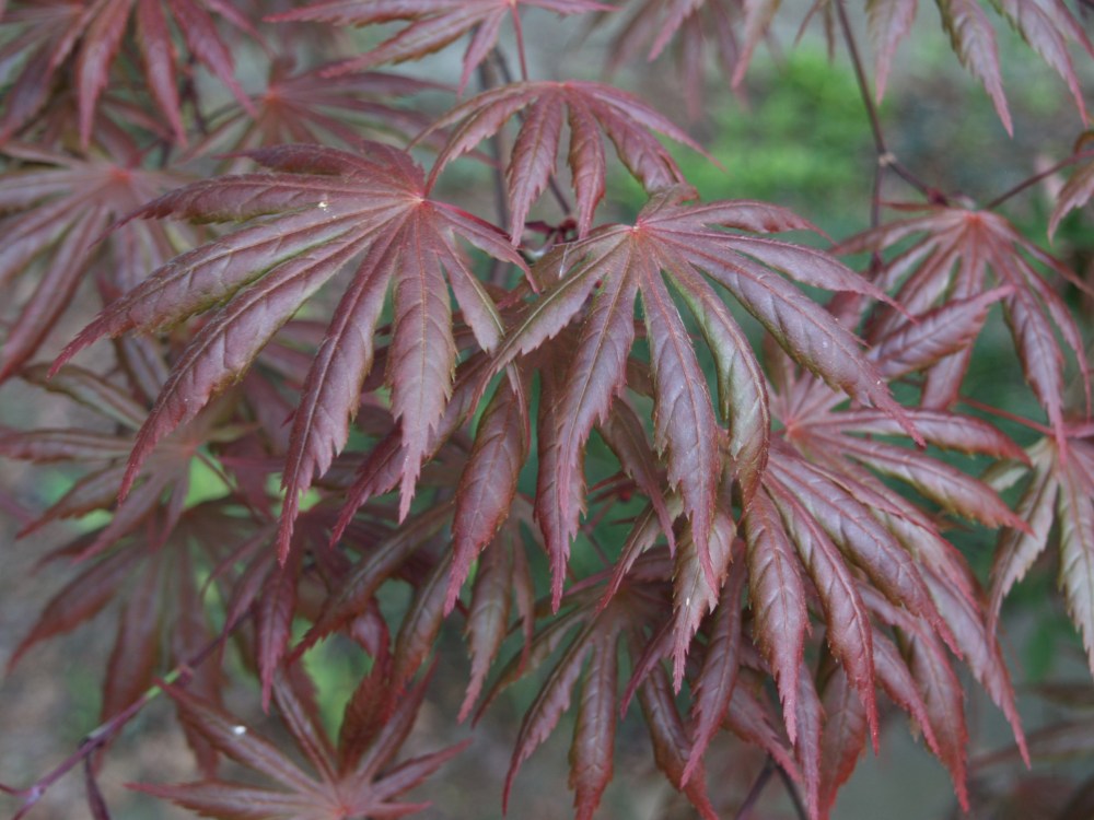 Trompenburg Japanese maple