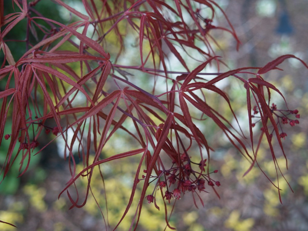 Linearlobum Japanese maple