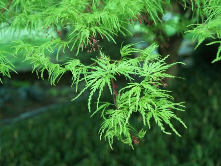 Seriyu Japanese maple