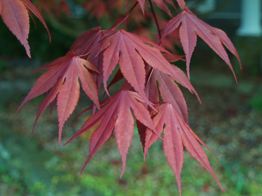 Bloodgood Japanese maple in early spring