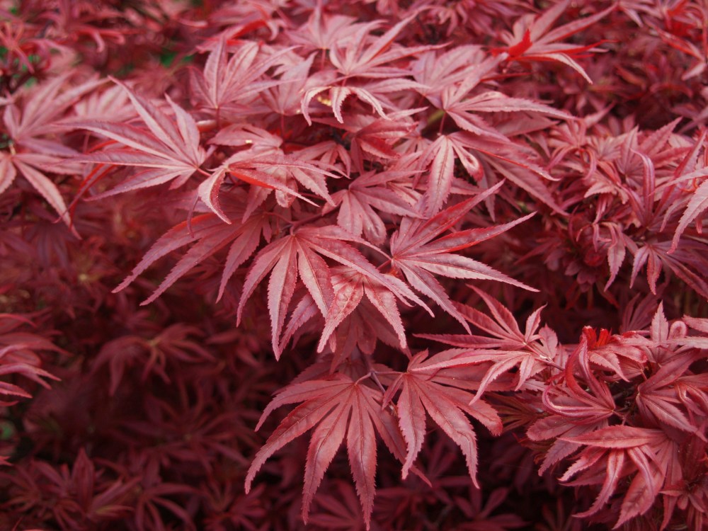 Shaina Japanese maple in early spring