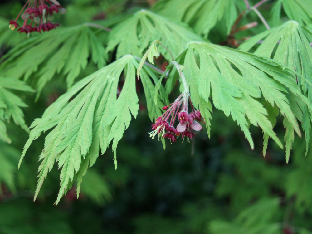 Fernleaf Japanese maple - new leaves and flowers 