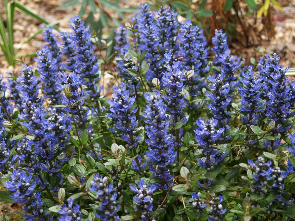 Chocolate Chip bugleweed in mid April