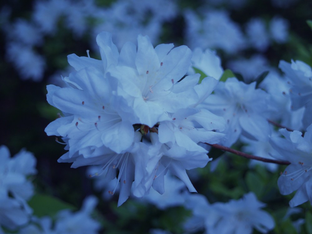 Delaware Valley White azalea flowering in mid April